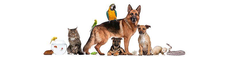 Pets